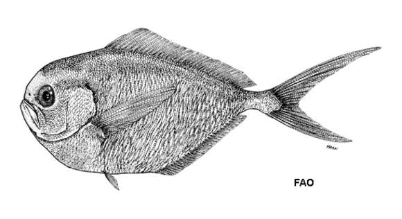 Image of Bigbelly pomfret