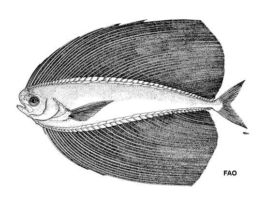 Plancia ëd Pteraclis