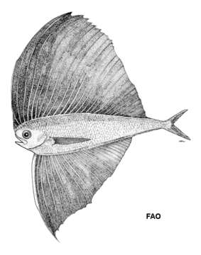 Image of Pteraclis