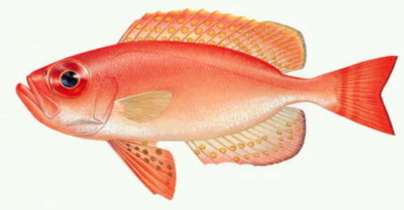 Image of Bigeye snapper