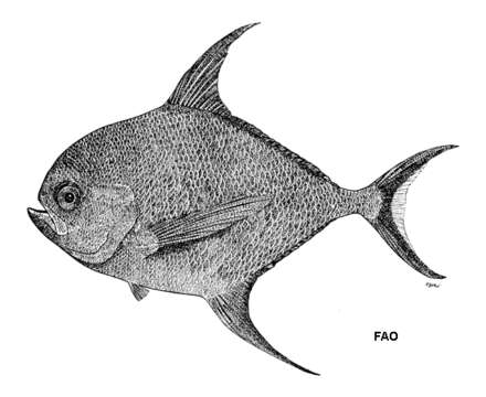 Image de Taractichthys