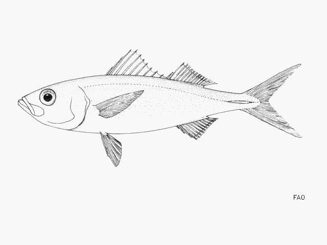 Image of Atlantic rubyfish