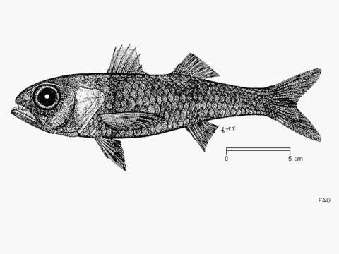 Image of Blackmouth splitfin