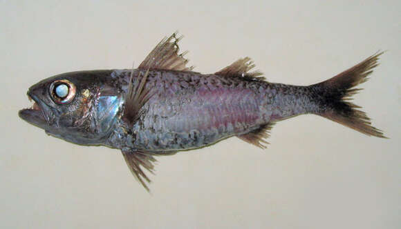 Image of Blackmouth splitfin