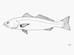 Image of Seabass