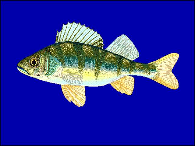 Image of Perch