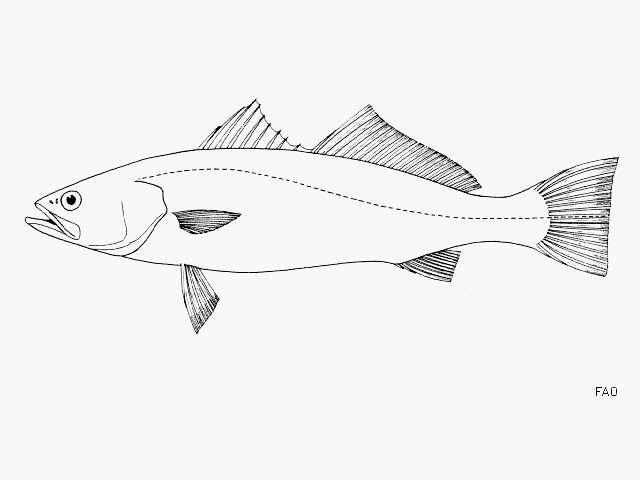 Image of Shortfin corvina
