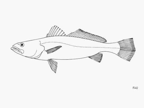 Image of Sea trouts