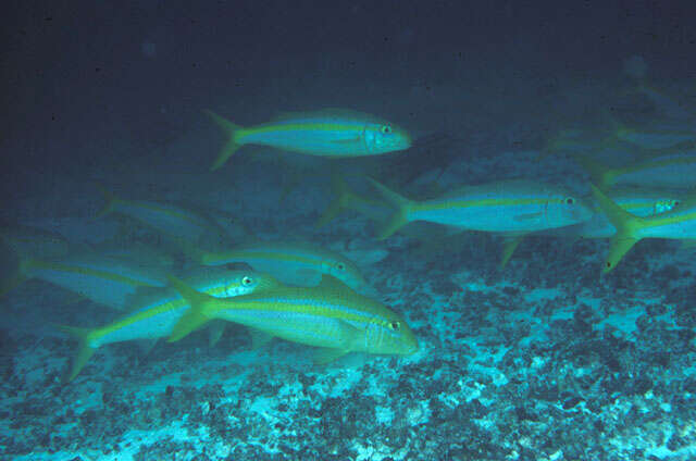 Image of Mexican goatfish