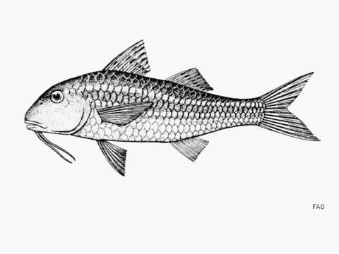 Image of Bigscale goatfish