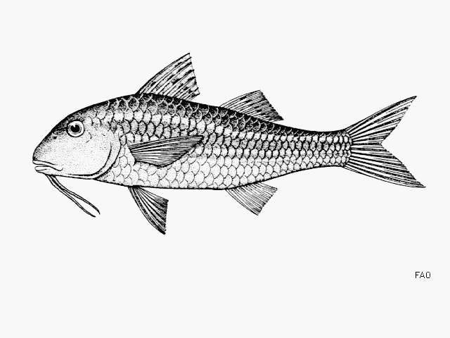 Image of Bigscale goatfish