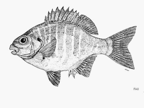 Image of Zebra perch