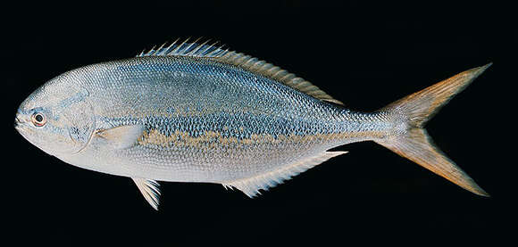 Image of Bluestriped chub