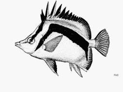 Image of Scythe butterflyfish