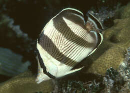 Image of Banded Butterflyfish