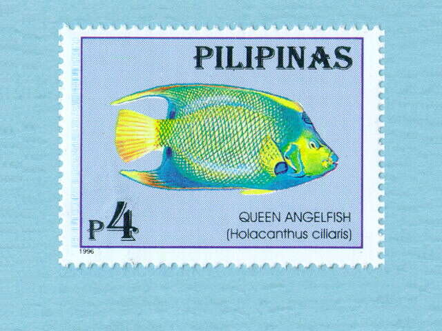 Image of Angelfish