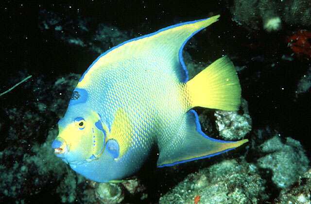 Image of Angelfish