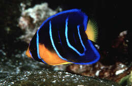 Image of Angelfish