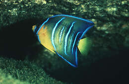 Image of Angelfish