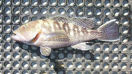 Image of Black Sea Bass