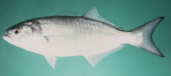 Image of bluefishes