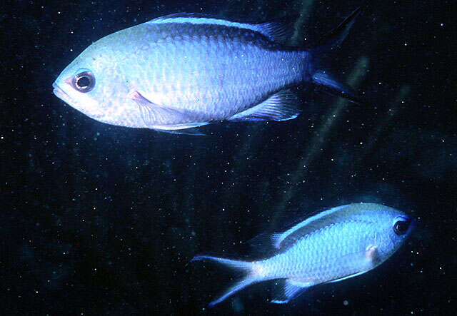 Image of Blue Chromis