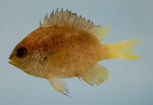 Image of Caribbean Chromis