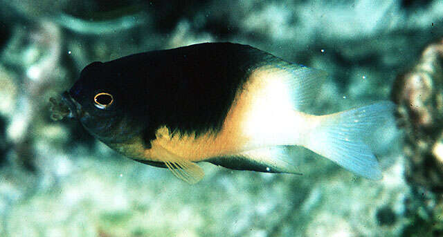 Image of Bicolor Damselfish