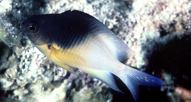 Image of Bicolor Damselfish