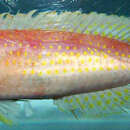 Image of Red Hogfish