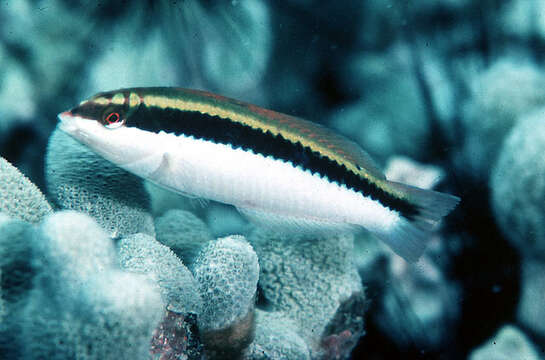 Image of Clown Wrasse