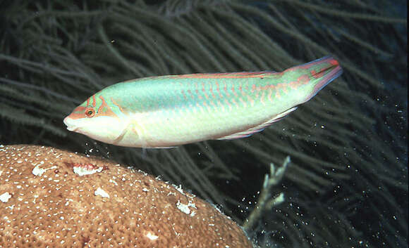 Image of Clown Wrasse