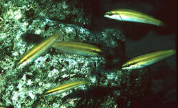 Image of Painted wrasse