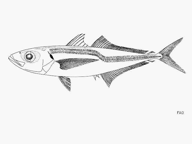 Image of Chilean Jack Mackerel