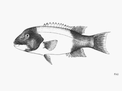 Image of sheepshead