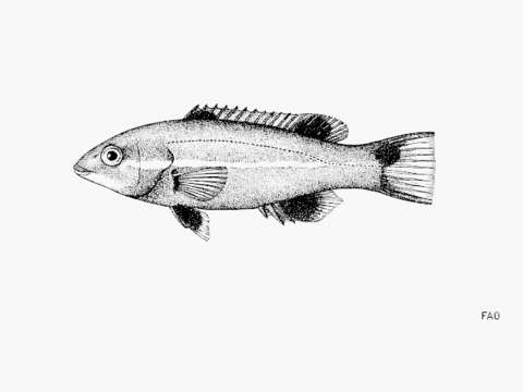 Image of sheepshead