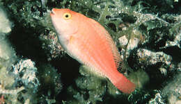 Image of Greenblotch Parrotfish