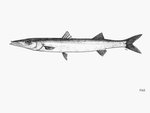 Image of Pacific barracuda