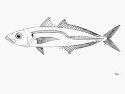 Image of Jack Mackerel