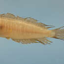 Image of Swordtail Jawfish