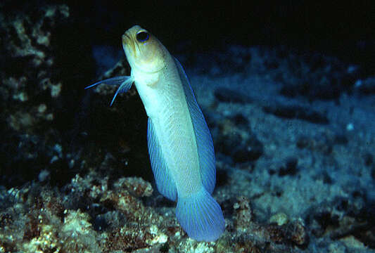 Image of Yellowhead Jawfish