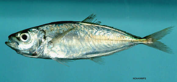 Image of Horse Mackerel