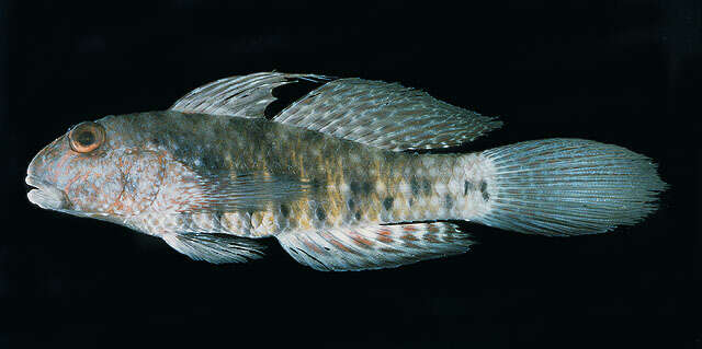 Image of Beautiful goby