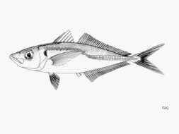 Image of Cunene horse mackerel