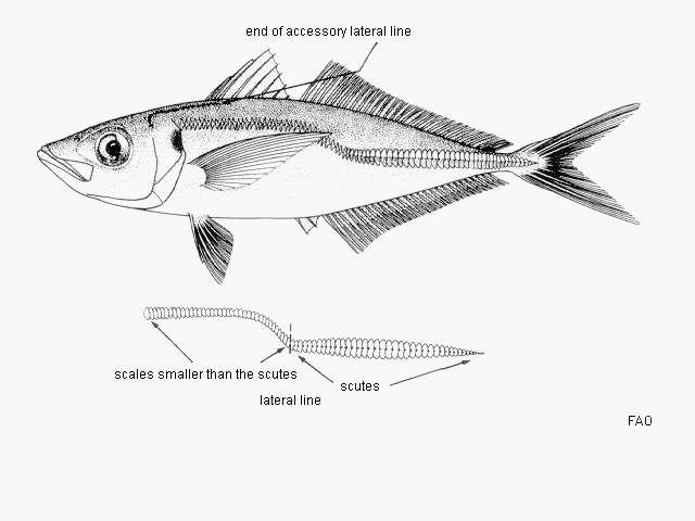 Image of Cunene horse mackerel