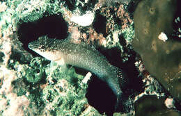 Image of Rosy Blenny