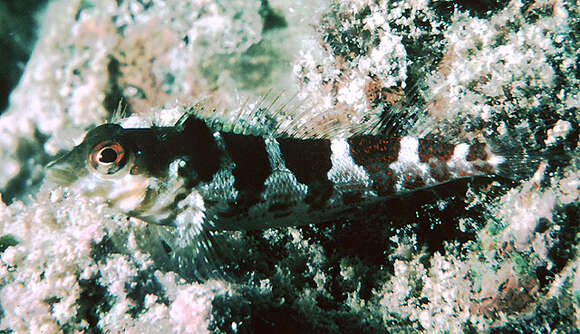 Image of Saddled Blenny