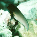 Image of Devilfish
