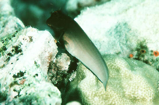 Image of Devilfish
