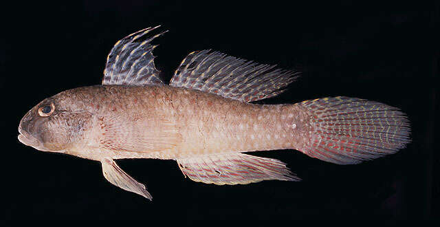 Image of Goby